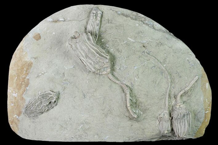 Three Species of Crinoids on One Plate - Crawfordsville, Indiana #135547